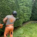 Hedge Cutting in Halland, East Sussex
