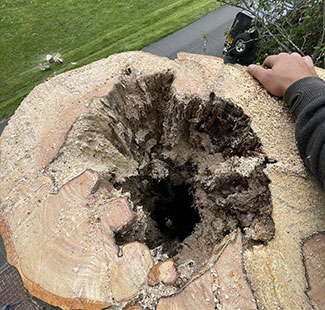 Dangerous tree - With Rotting core
