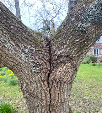 Dangerous Tree Splitting