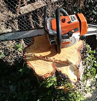 Tree Surgery Chainsaw Cut a Tree down