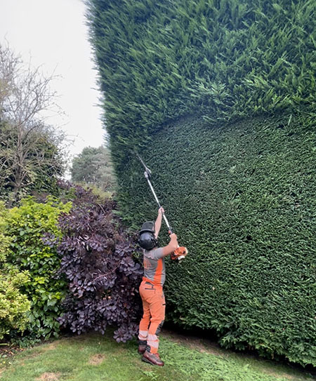 Trimming a very large hedge