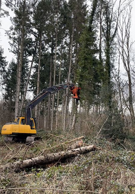 Woodland maintenance and clearance
