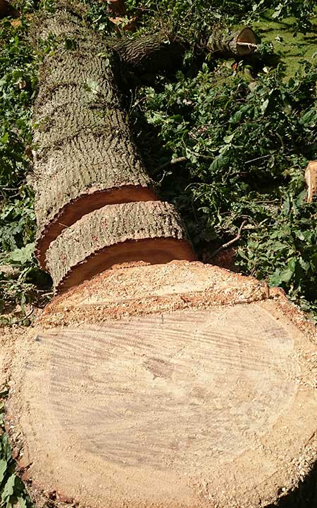 Woodland Fire Wood Cutting Service