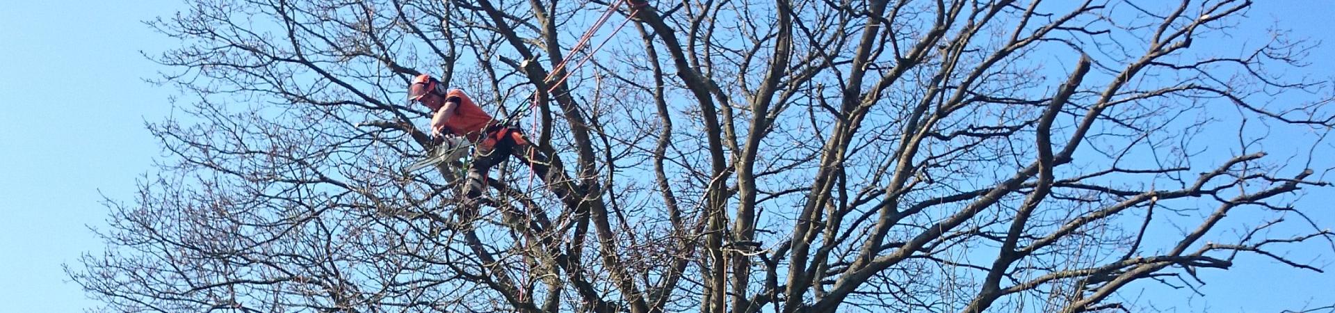 sussex tree surgery climber performing a crown reduction. photo shows work in progress at 50%
