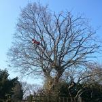 Tree Crown Reduction in Redhill, Surrey