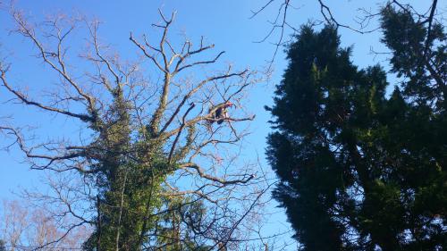 sussex tree surgeons performing a tree crown reduction 
