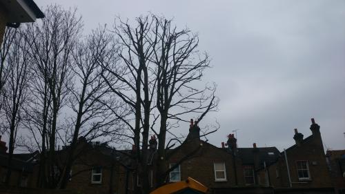 an after photo of a tree reduction performed by sussex tree surgeons 