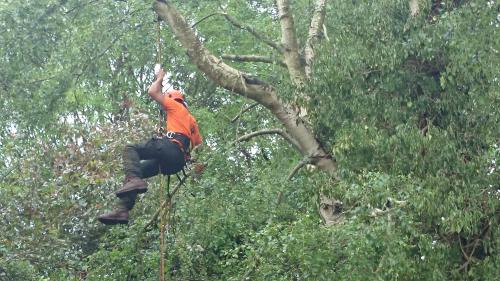 Sussex tree surgeons at work tidying lower growth on a silver birch tree 