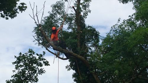 sussex tree surgeons at work reducing an ash tree 