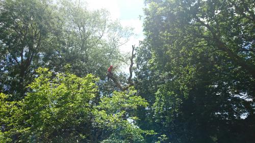 sussex tree surgeons dismantling a dead and dangerous oak in a public park in eastbourne 