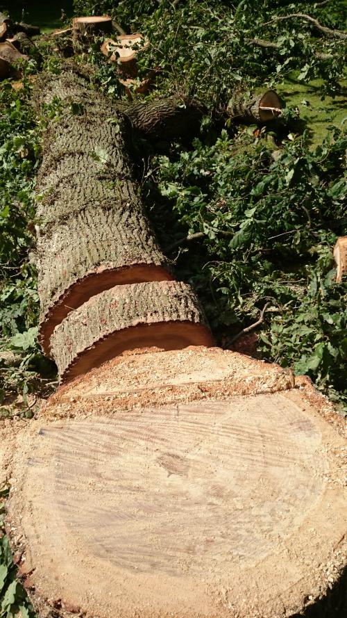 an oak tree that sussex tree surgeons felled for a customer. this shows the 'hinge' that is cut to direct the tree in the correct direction 