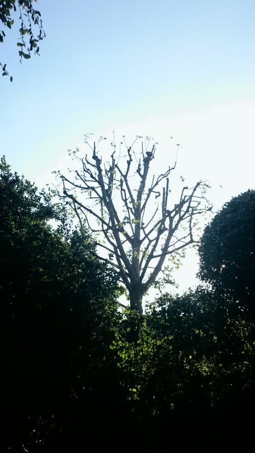 a sycamore tree after sussex tree surgeons had performed a reduction and crown thinning 