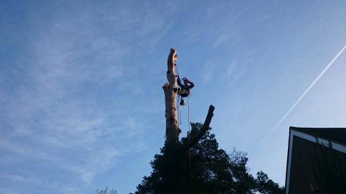 sussex tree surgeons at work dismantling a large dangerous scotts pine 