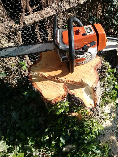 this photo shows a perfect hinge cut executed by sussex tree surgeons 