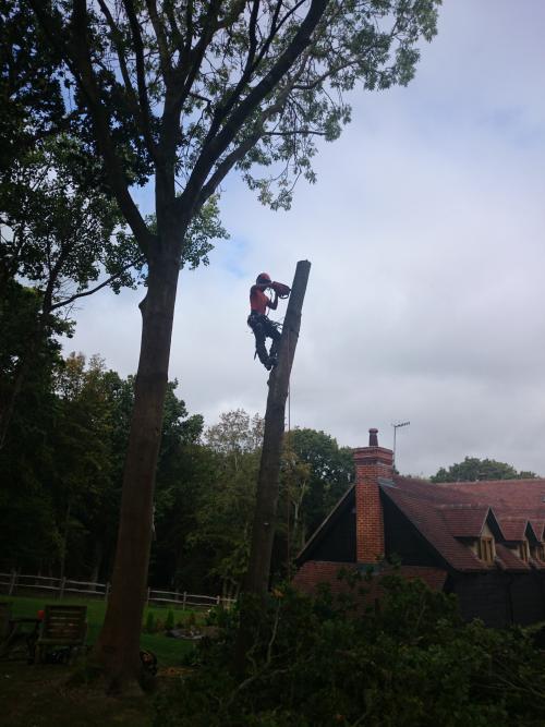sussex tree surgeons performing a large tree dismantle using spurs 