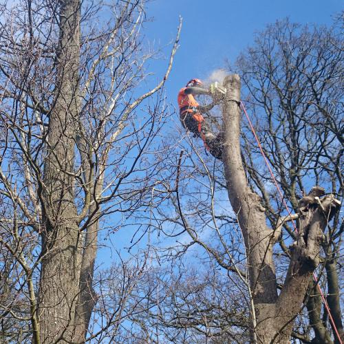 Sussex Tree Surgery dismantling and removing a large ash tree 