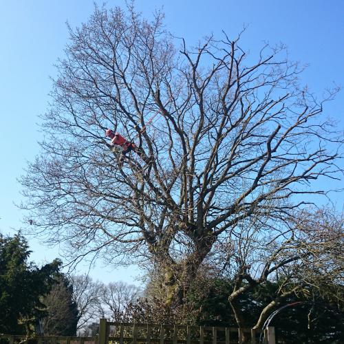 Sussex Tree Surgery performing a crown reduction on an oak Tree in lower dicker, hailsham 