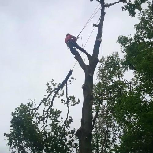 Sussex Tree Surgery dismantling a large oak tree in polegate 