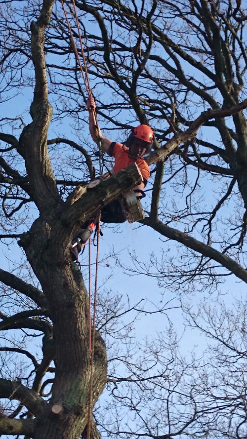 a close up photo of a sussex tree surgery climber at work 