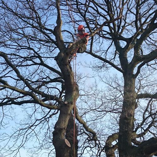 sussex tree surgery at work showing how we use our ropes for work positioning 