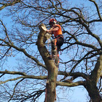 sussex tree surgery performing an oak tree removal 